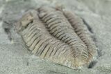 Long Prone Flexicalymene Trilobite - Mt Orab, Ohio #245136-3
